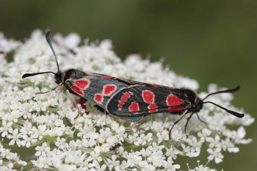 Zygaena carniolica: Bild 14