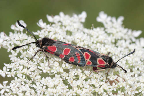 Zygaena carniolica: Bild 15