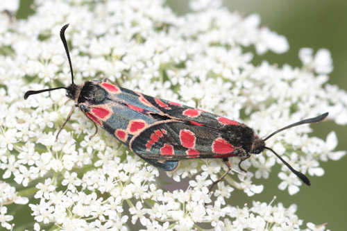 Zygaena carniolica: Bild 16