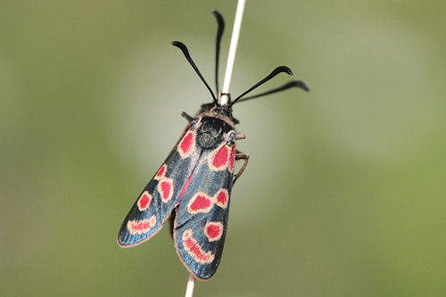 Zygaena carniolica: Bild 17