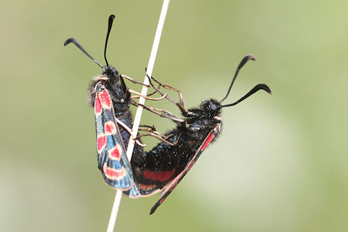 Zygaena carniolica: Bild 18