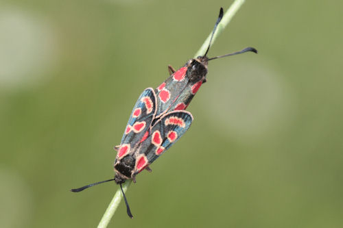 Zygaena carniolica: Bild 19