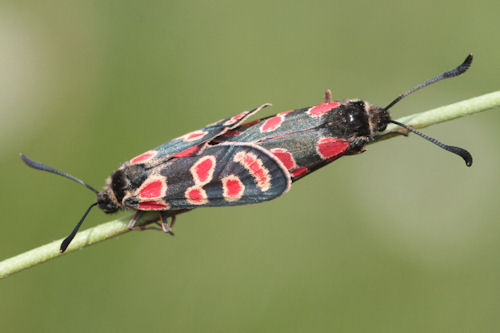 Zygaena carniolica: Bild 20