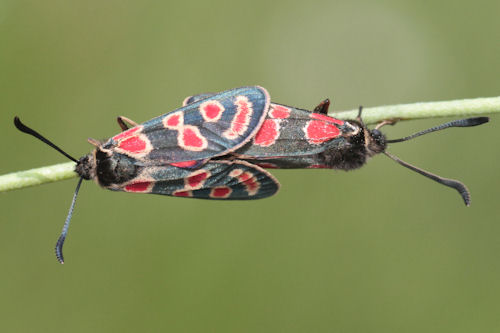 Zygaena carniolica: Bild 21