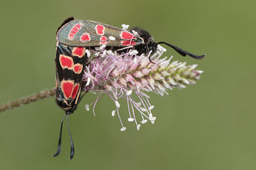 Zygaena carniolica: Bild 22