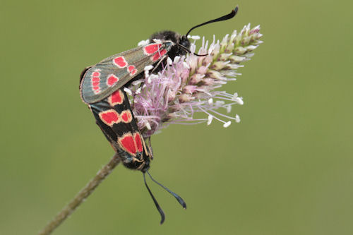 Zygaena carniolica: Bild 23