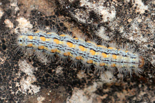 Eilema palliatella: Bild 1