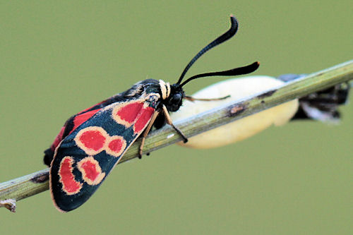 Zygaena carniolica suavis: Bild 1