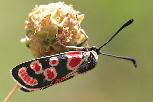 Zygaena carniolica suavis: Bild 7