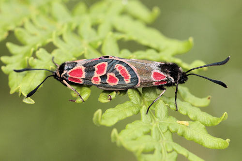 Zygaena carniolica: Bild 25