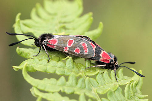 Zygaena carniolica: Bild 26