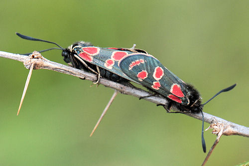 Zygaena carniolica: Bild 27