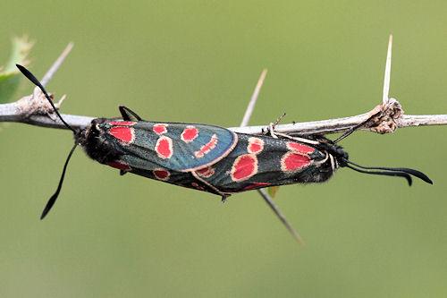 Zygaena carniolica: Bild 28