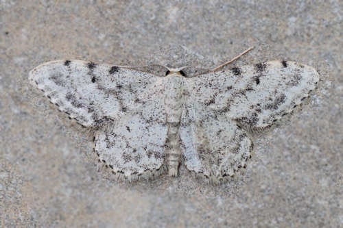 Idaea camparia: Bild 1