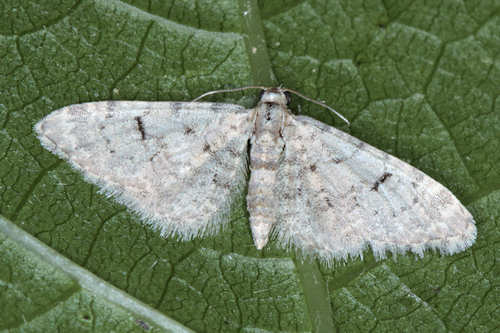 Eupithecia mekrana: Bild 1