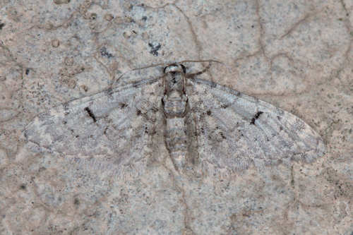 Eupithecia mekrana: Bild 2