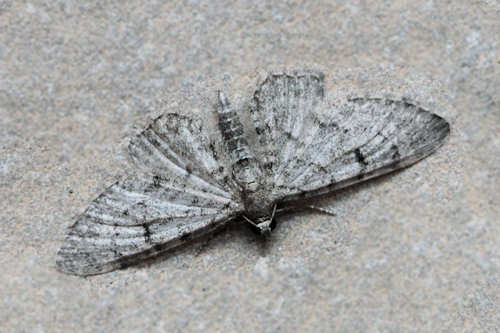 Eupithecia distinctaria: Bild 12