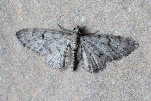 Eupithecia distinctaria: Bild 13