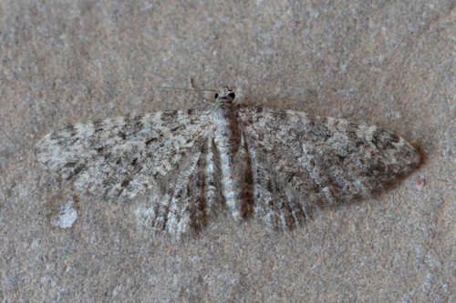 Eupithecia subfuscata: Bild 30