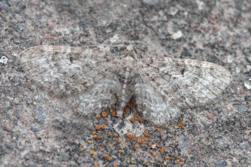 Eupithecia subfuscata: Bild 32