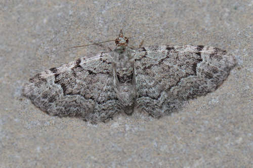 Pasiphila rectangulata: Bild 3