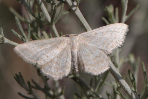 Idaea ossiculata: Bild 2