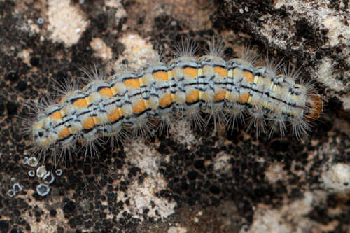 Eilema palliatella: Bild 2