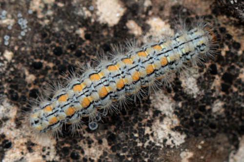 Eilema palliatella: Bild 3