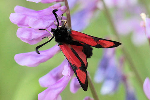 Zygaena cambysea: Bild 2