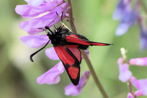 Zygaena cambysea: Bild 3