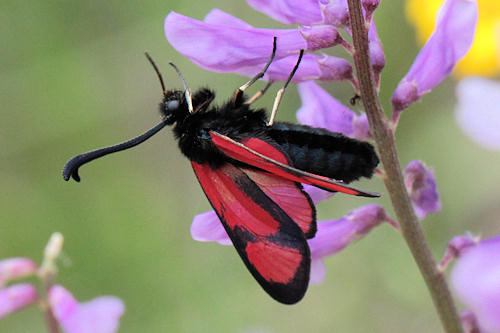 Zygaena cambysea: Bild 4