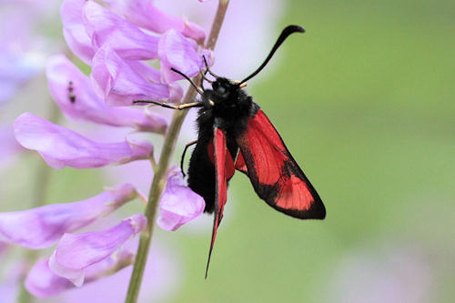 Zygaena cambysea: Bild 5