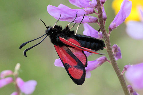 Zygaena cambysea: Bild 6