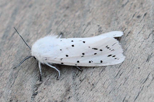 Spilosoma lubricipeda: Bild 5