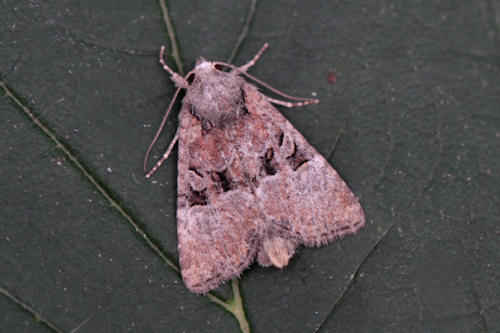 Mesoligia literosa: Bild 1