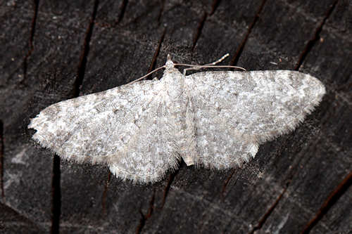 Eupithecia impurata: Bild 1