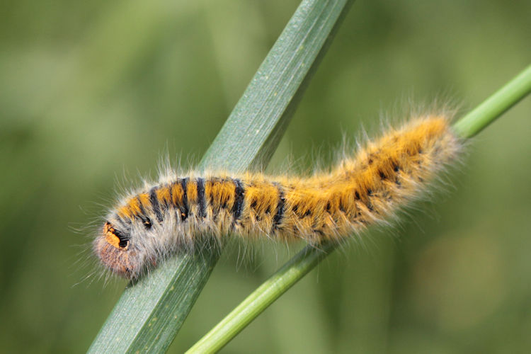 Lasiocampa trifolii: Bild 15