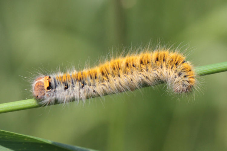 Lasiocampa trifolii: Bild 16