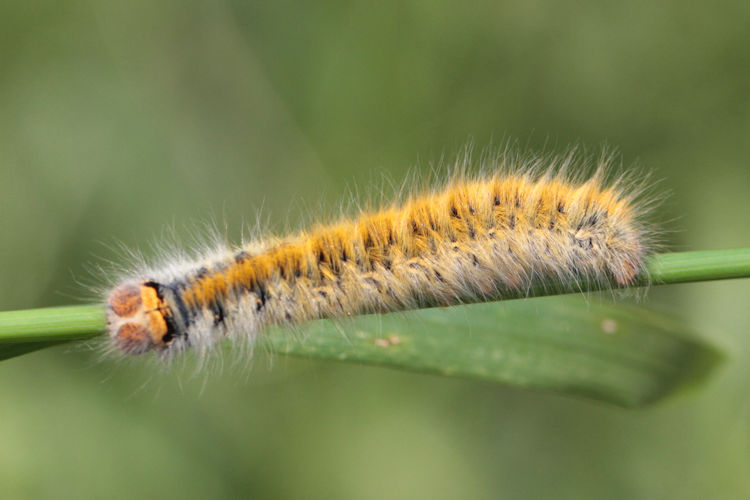 Lasiocampa trifolii: Bild 17