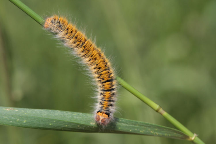 Lasiocampa trifolii: Bild 18
