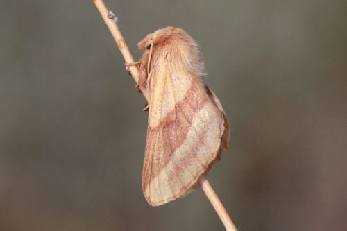 Malacosoma castrensis kirghisica: Bild 8