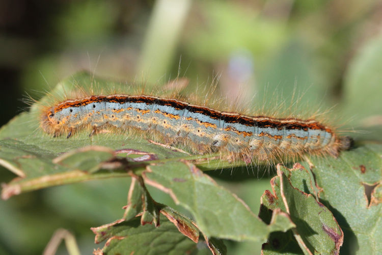 Malacosoma neustria: Bild 6