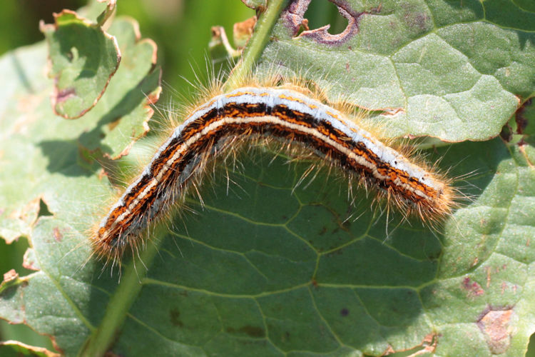 Malacosoma neustria: Bild 7