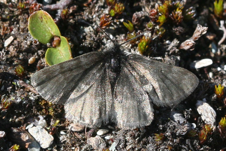 Psodos alpinata: Bild 4
