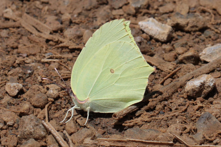 Gonepteryx farinosa turcirana: Bild 2