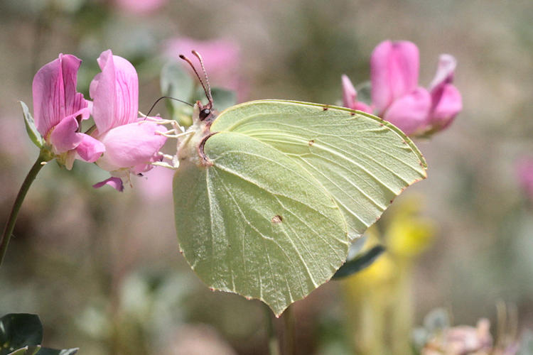 Gonepteryx farinosa turcirana: Bild 3