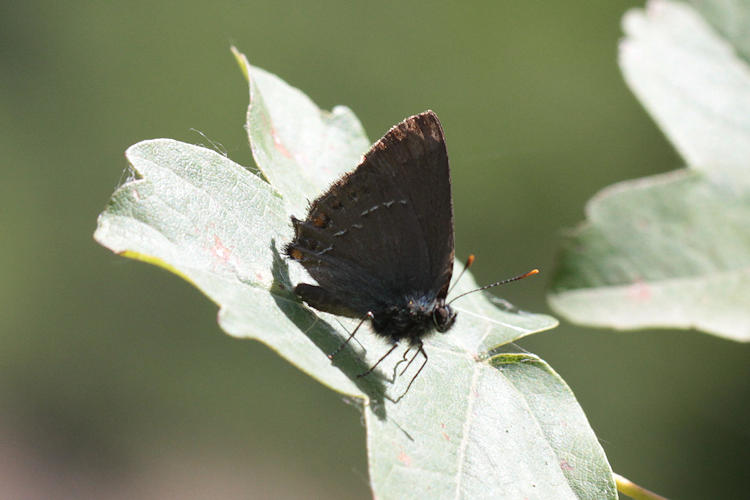 Satyrium ilicis: Bild 19