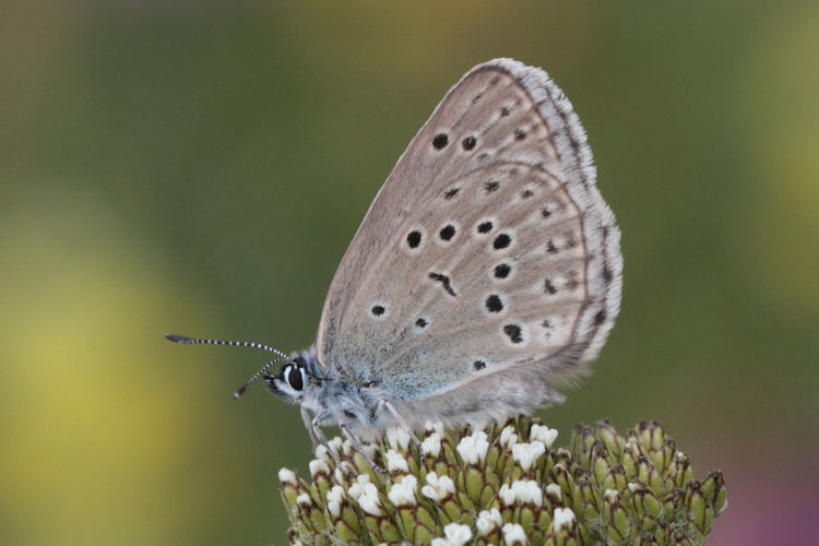 Maculinea rebeli monticola: Bild 2