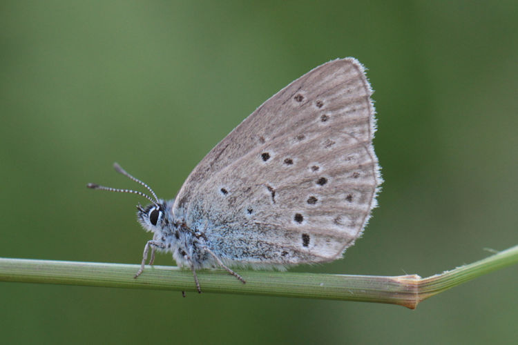 Maculinea rebeli monticola: Bild 3