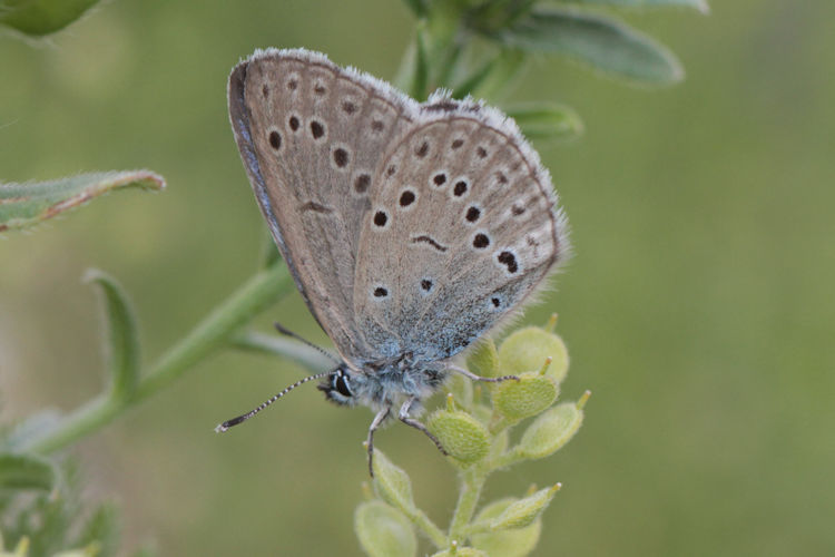 Maculinea rebeli monticola: Bild 5